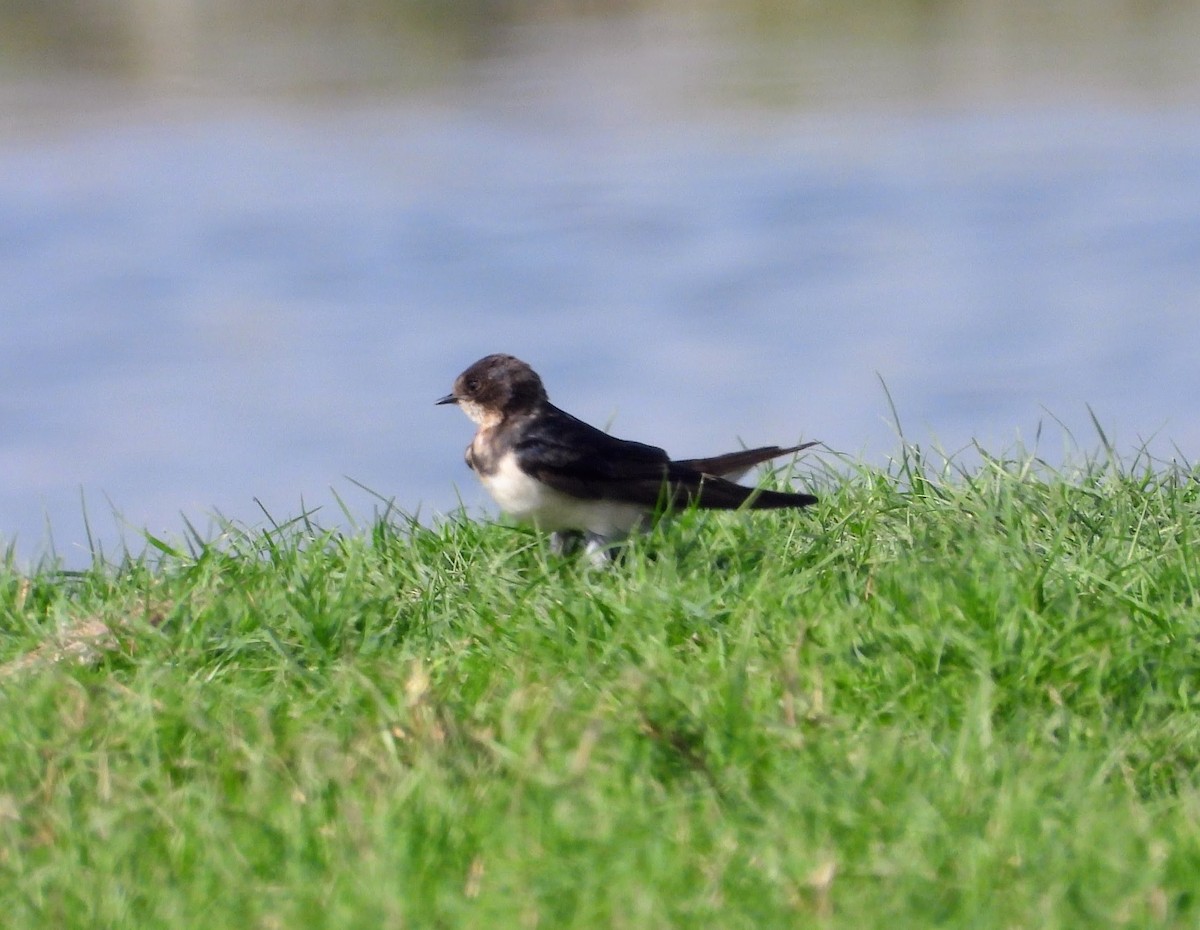 Асрын хараацай - ML646448346