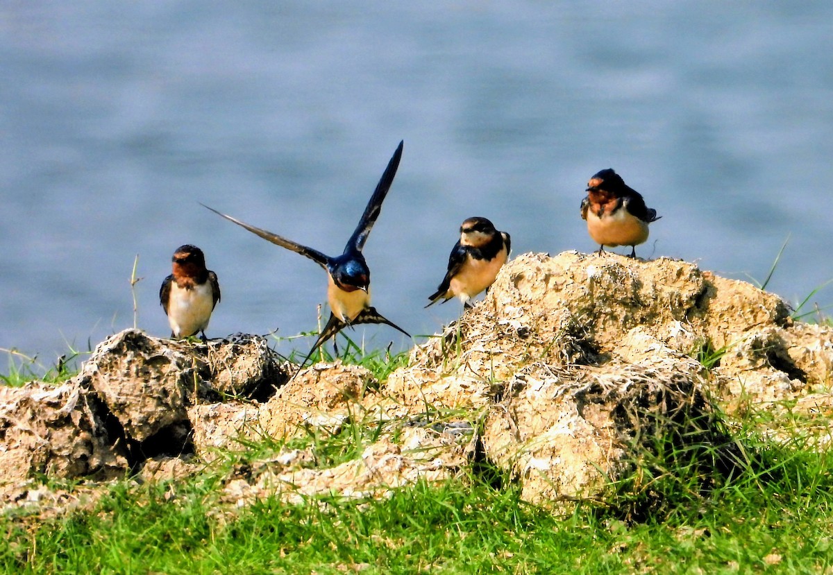 Асрын хараацай - ML646448347