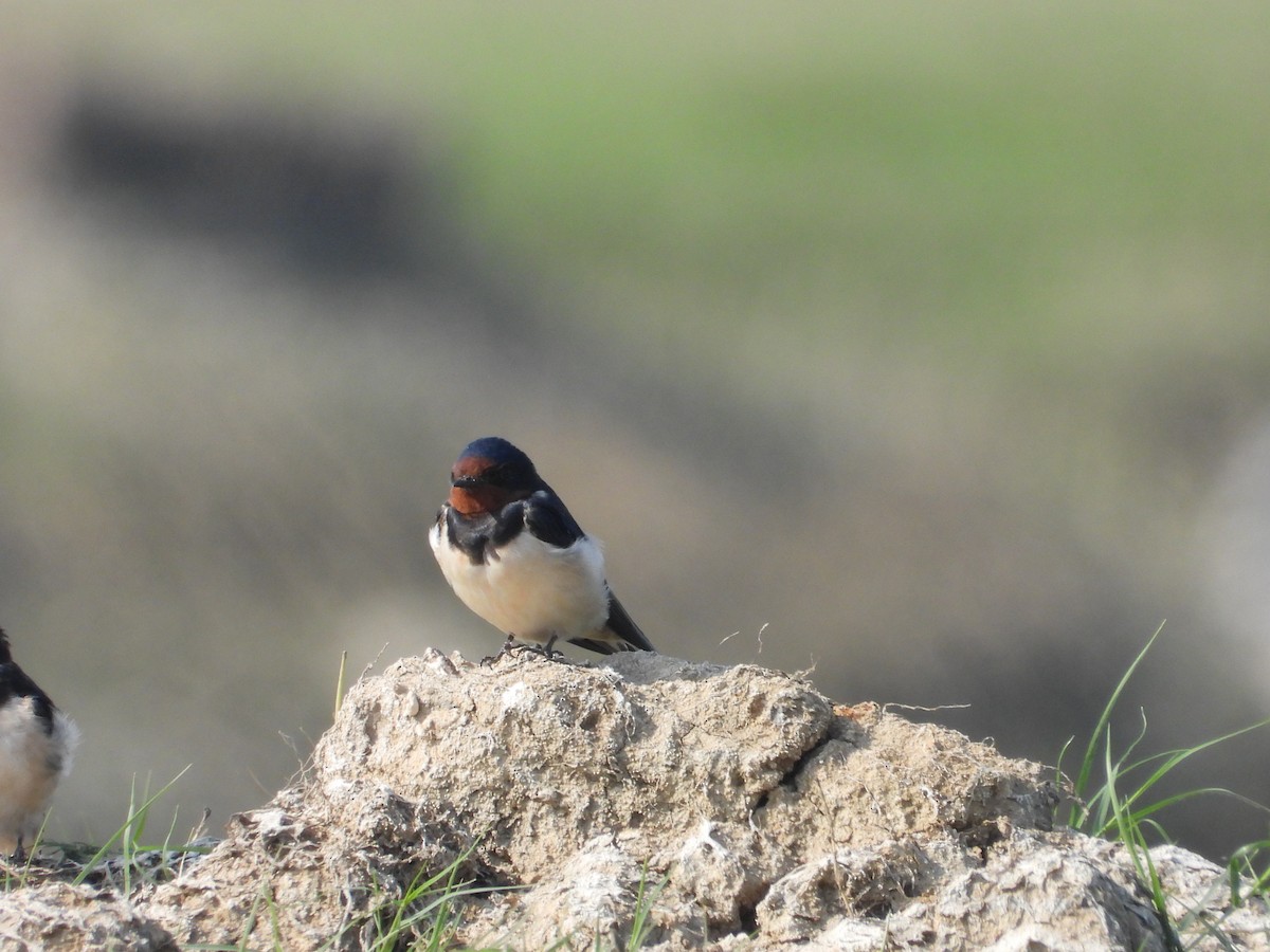 Асрын хараацай - ML646448348