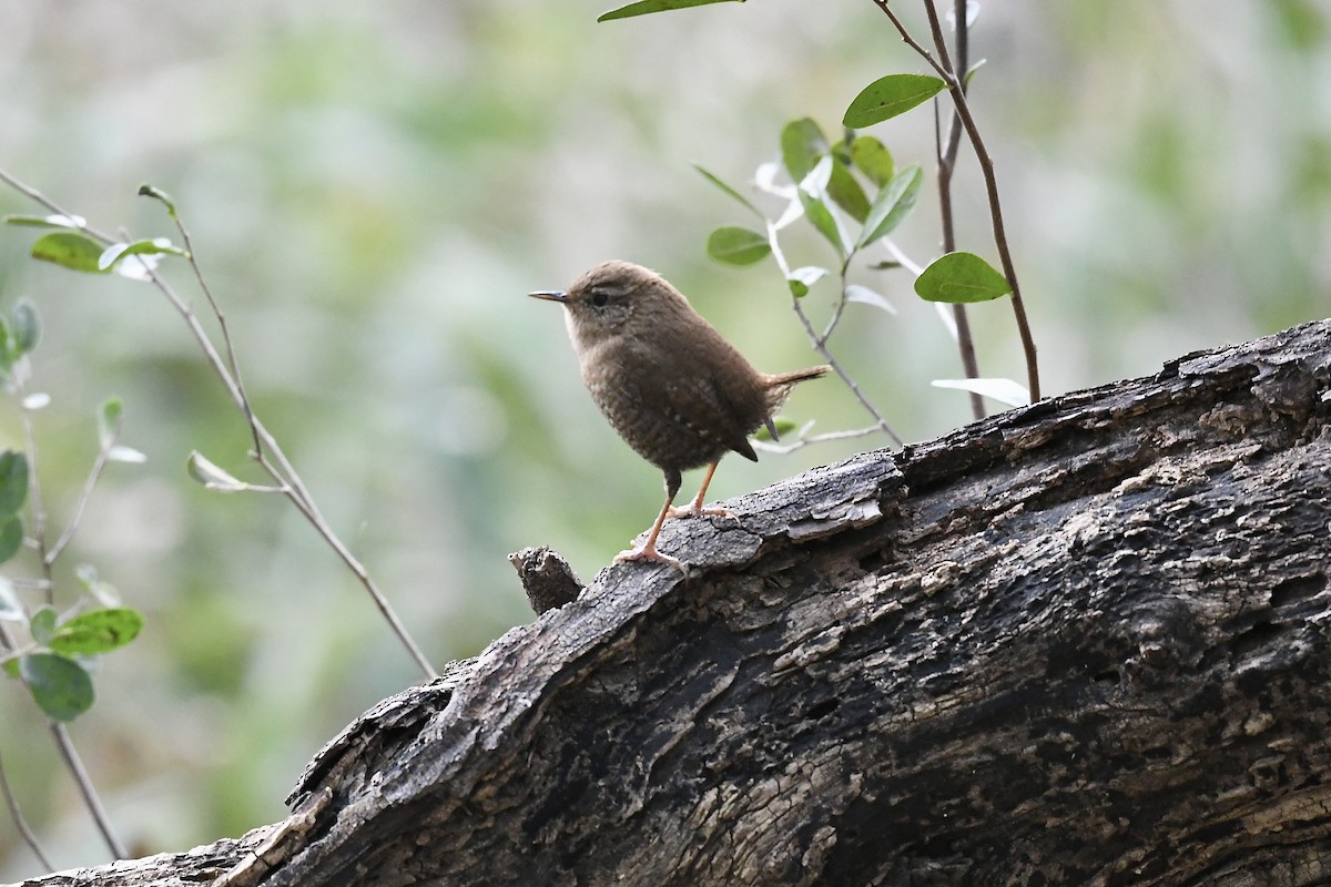 Troglodyte des forêts - ML646448349