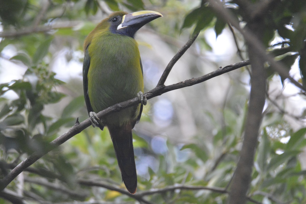 Northern Emerald-Toucanet - ML646448350