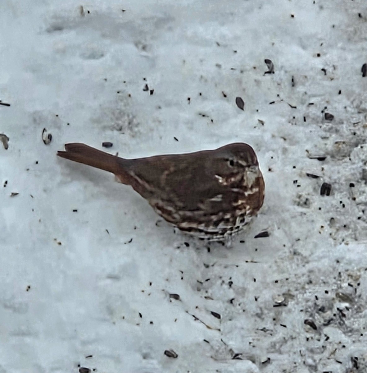 Fox Sparrow - ML646448351