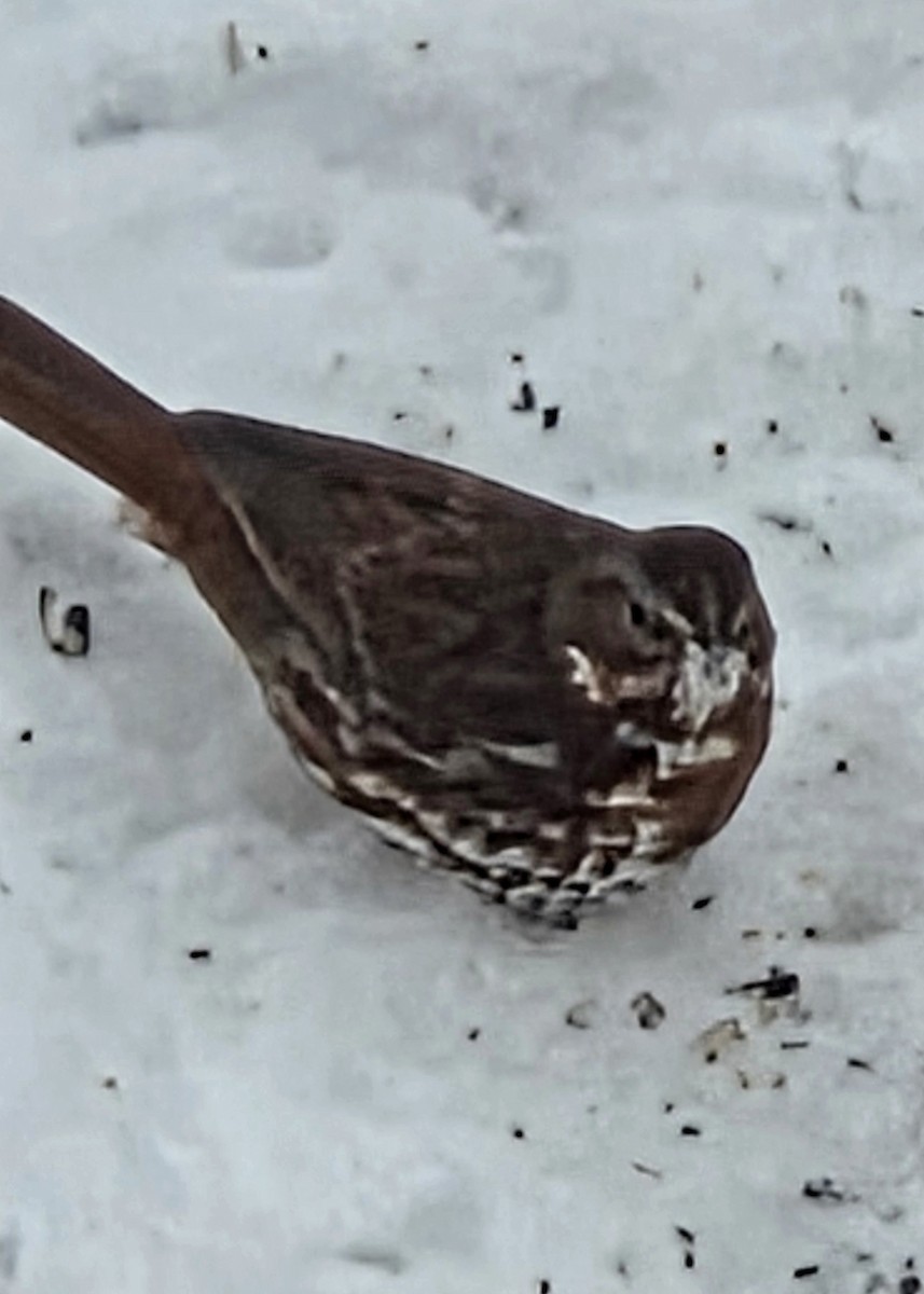 Fox Sparrow - ML646448352