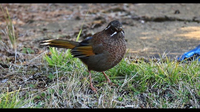 White-whiskered Laughingthrush - ML646448353