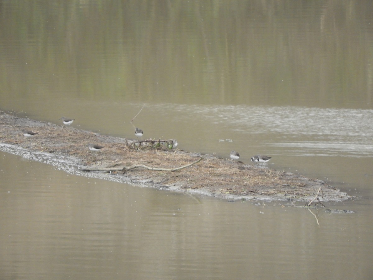 Waldwasserläufer - ML646448354