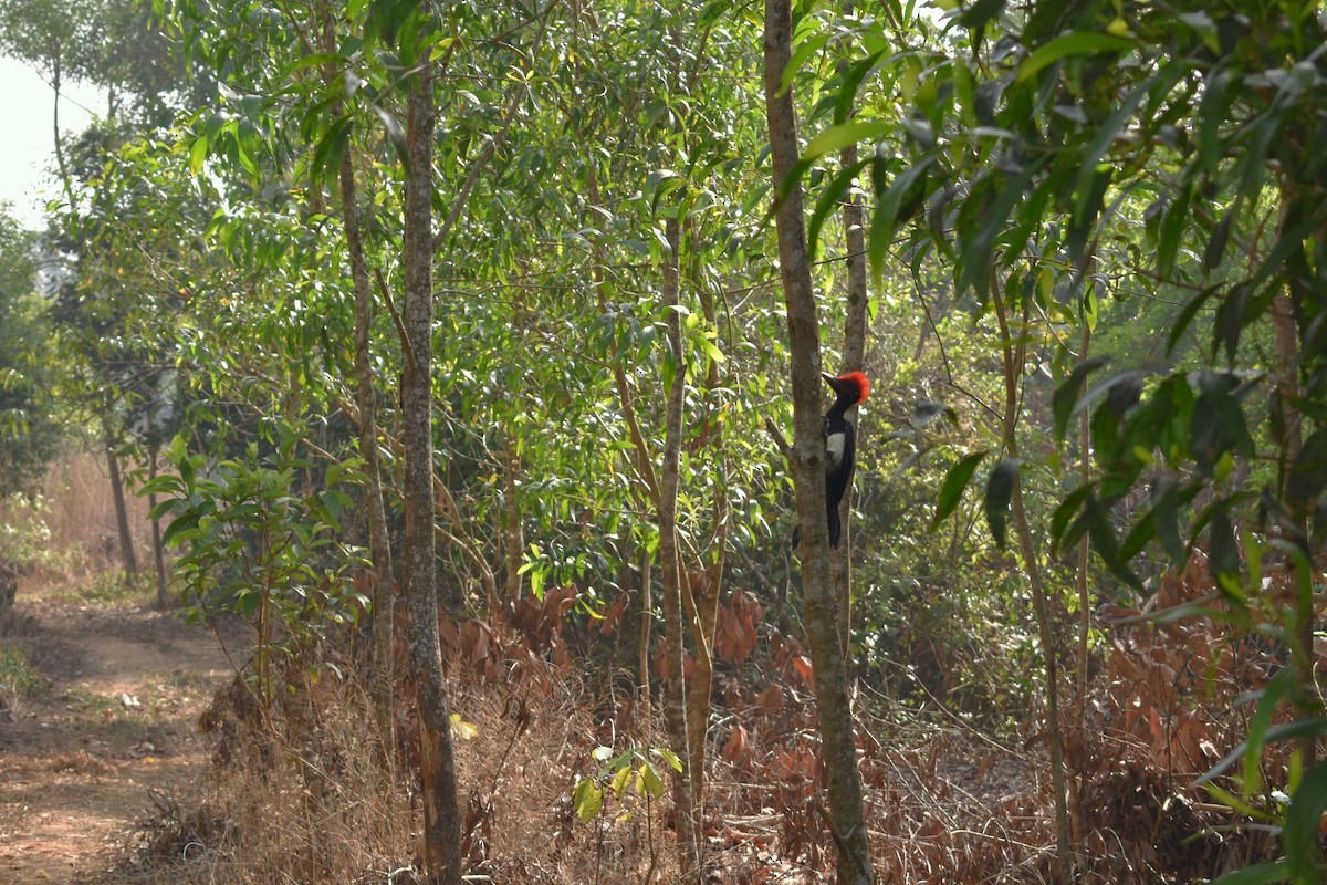 White-bellied Woodpecker - ML646448358
