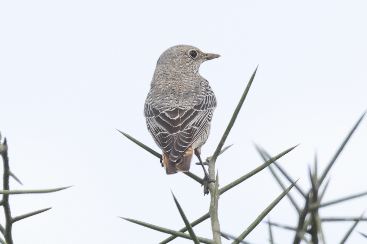 Rufous-tailed Rock-Thrush - ML646448359