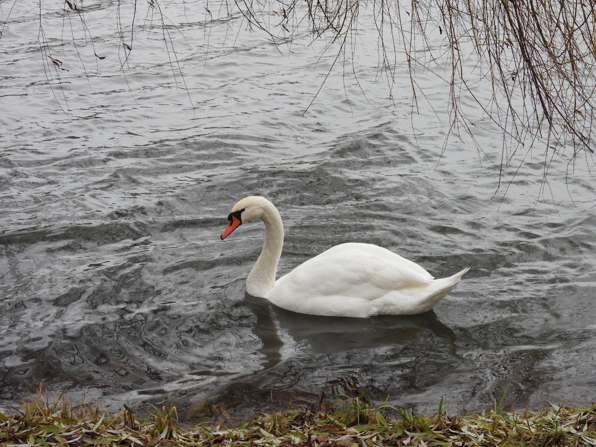 Mute Swan - ML646448360