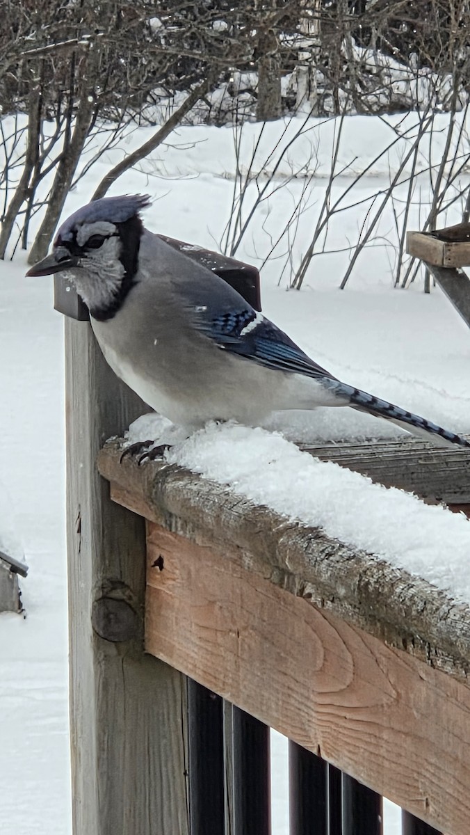 Blue Jay - ML646448361
