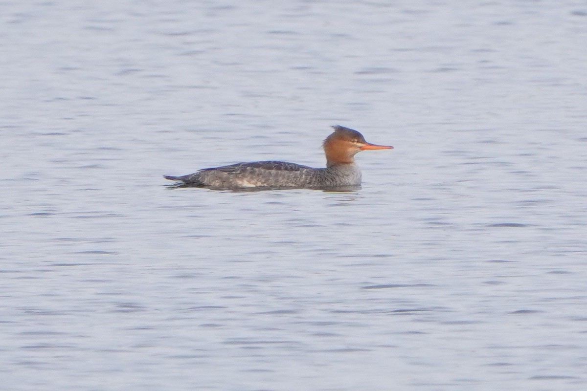 Zerra ertaina - ML646448362