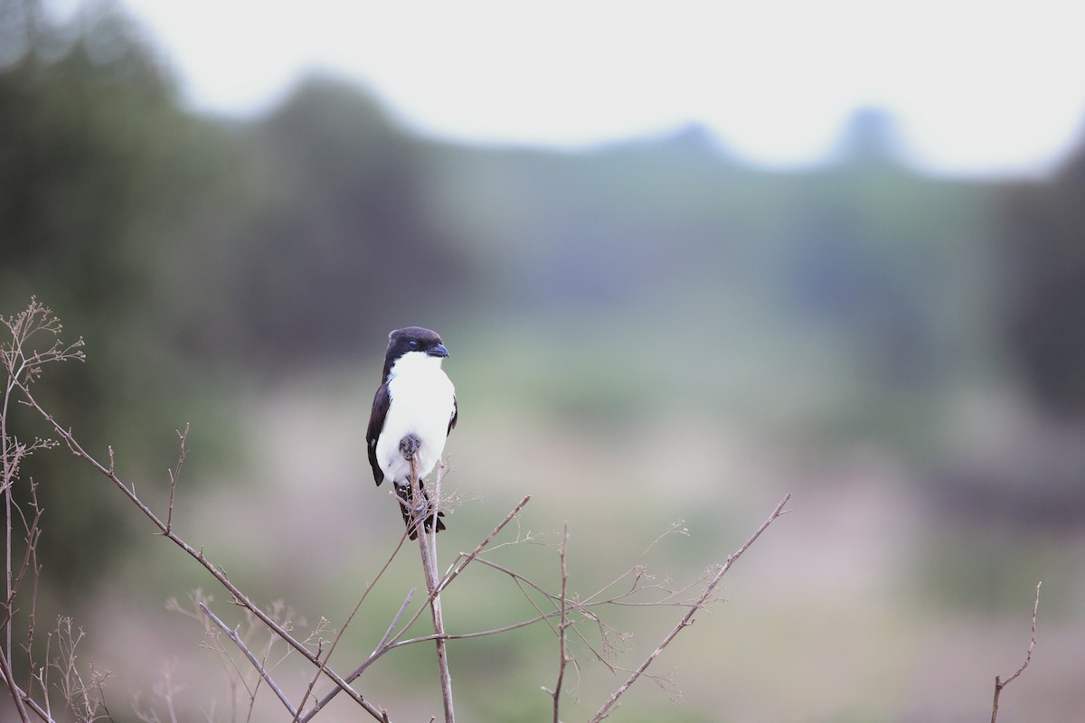 Long-tailed Fiscal - ML646448369