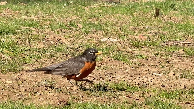 American Robin - ML646448373