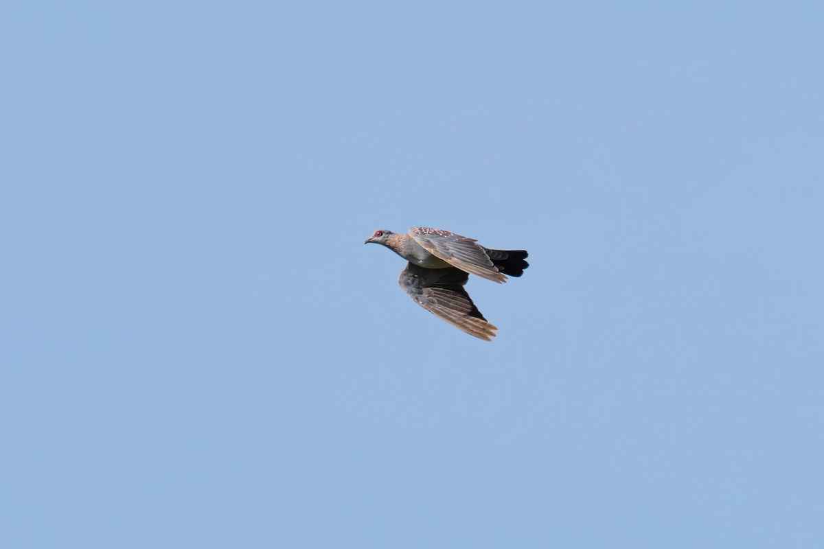 Speckled Pigeon - ML646448374