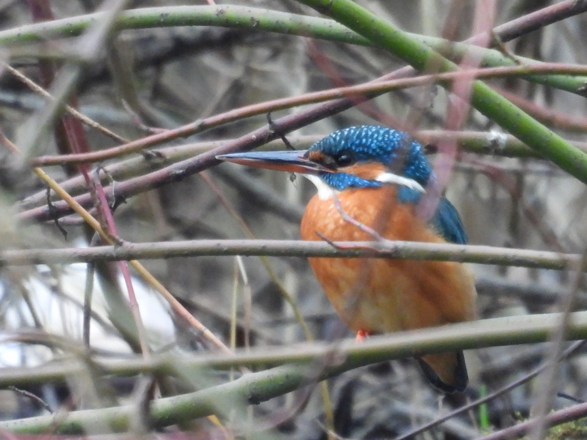 Common Kingfisher - ML646448375