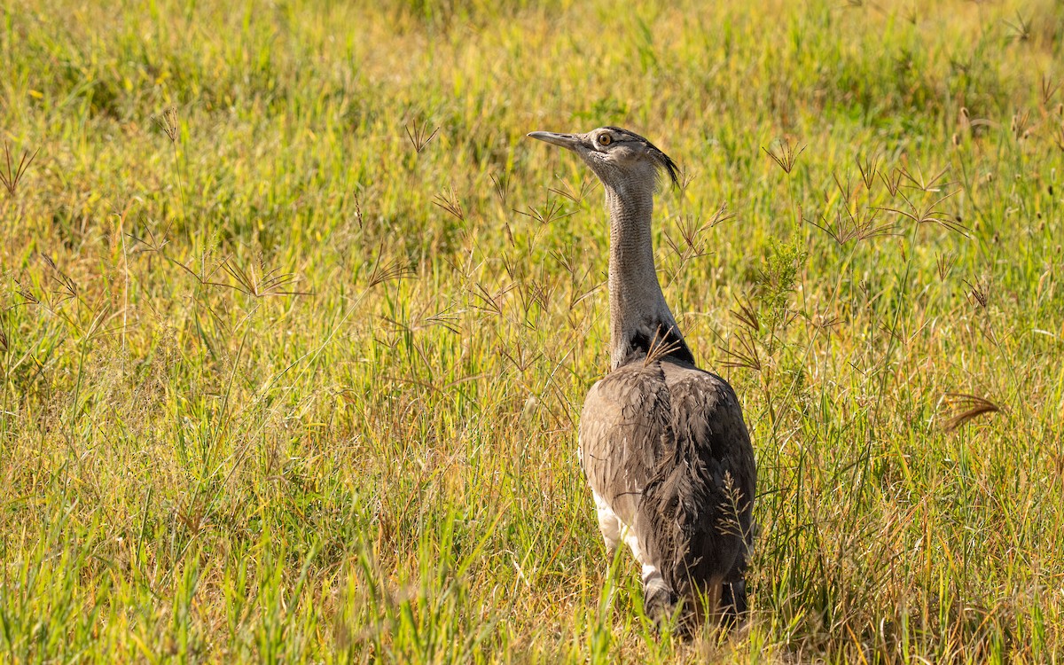 Kori Bustard - ML646448379