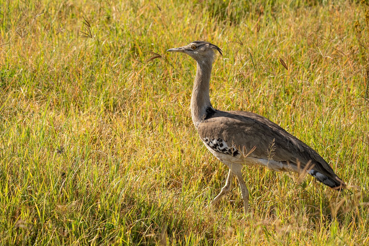 Kori Bustard - ML646448380