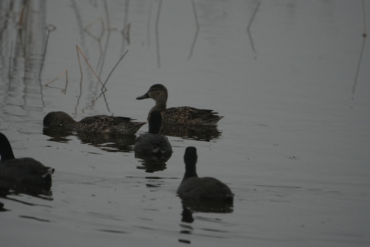 čírka modrokřídlá - ML646448382