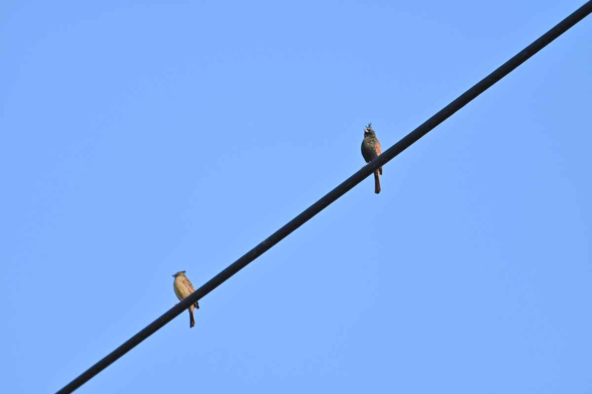 Crested Bunting - ML646448383