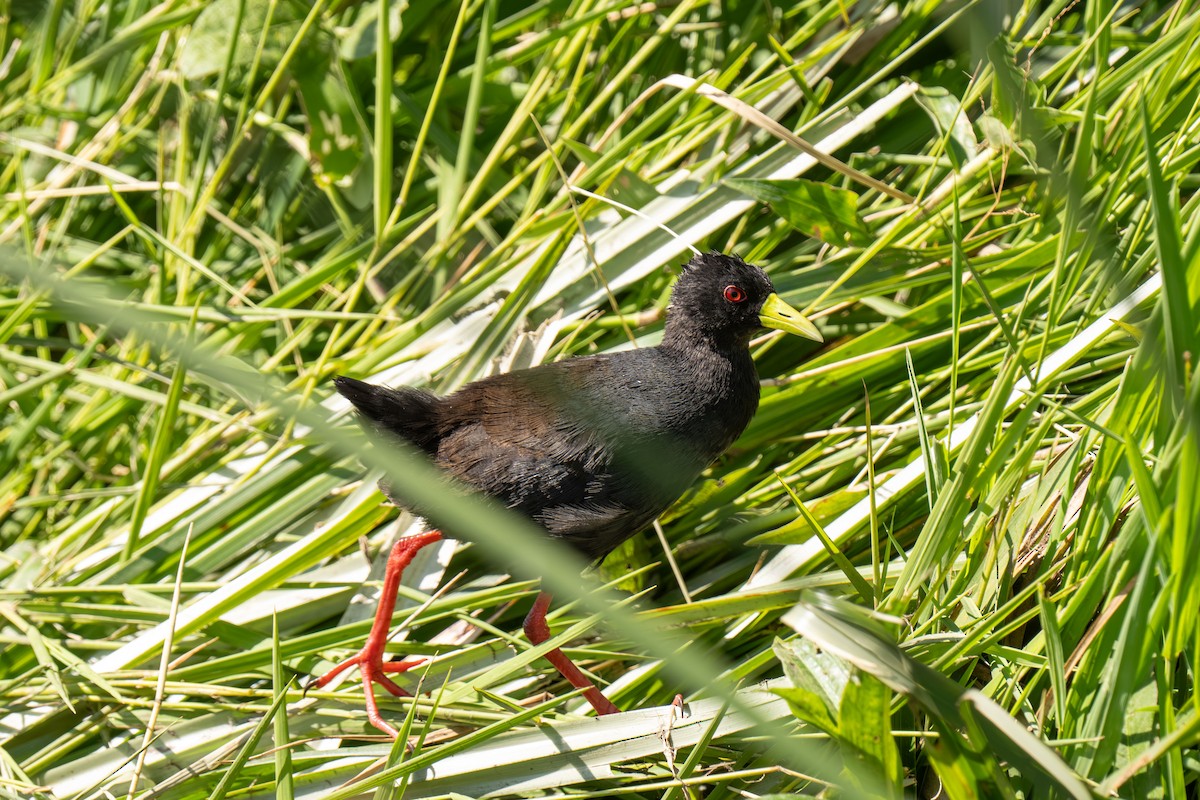 Black Crake - ML646448384