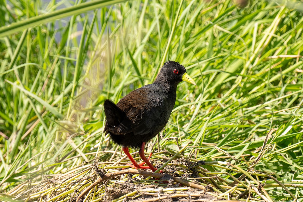 Black Crake - ML646448385