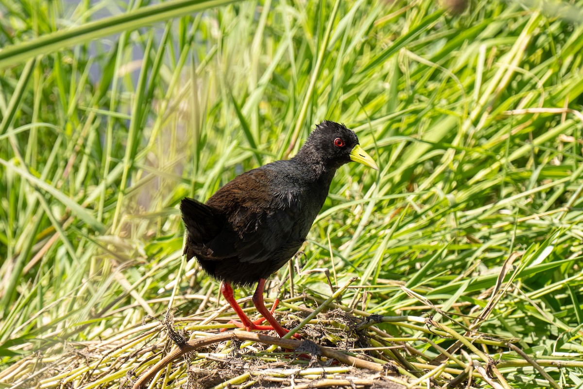 Black Crake - ML646448386