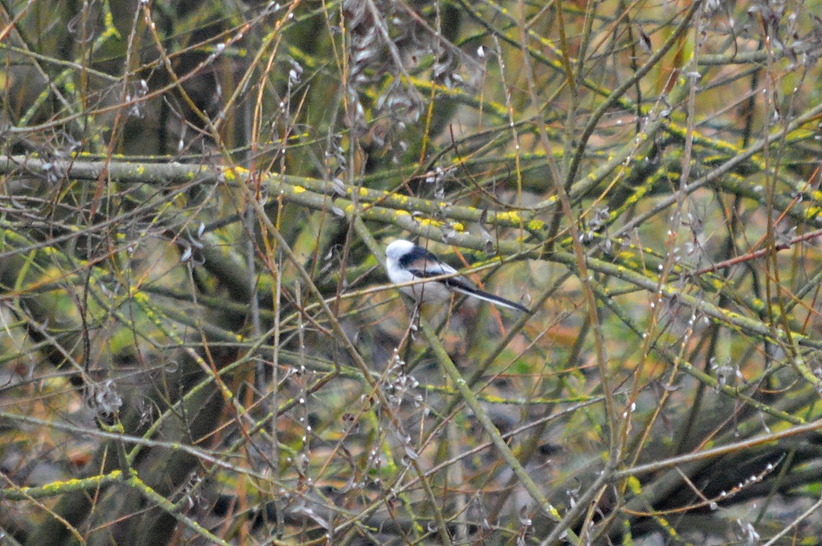 Long-tailed Tit - ML646448388