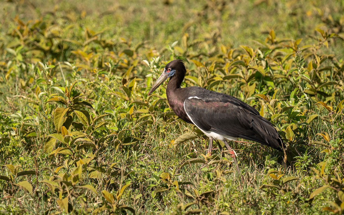 Abdim's Stork - ML646448396