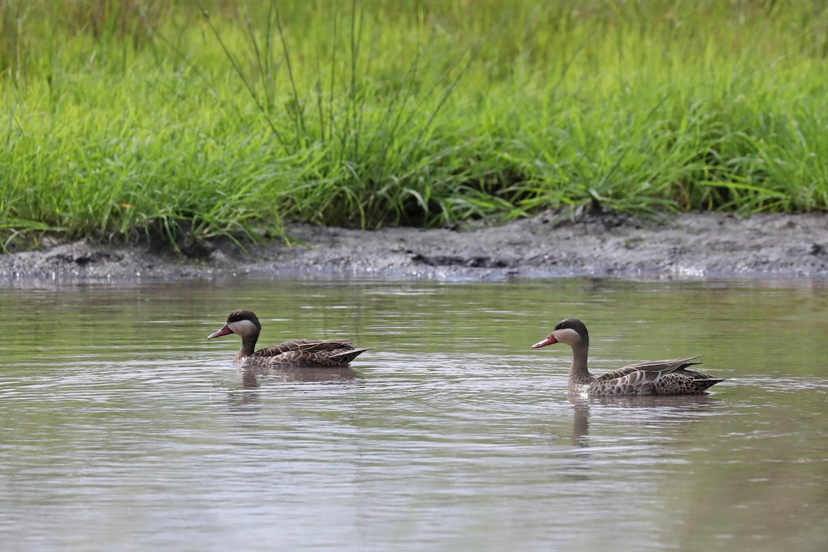 Red-billed Duck - ML646448397