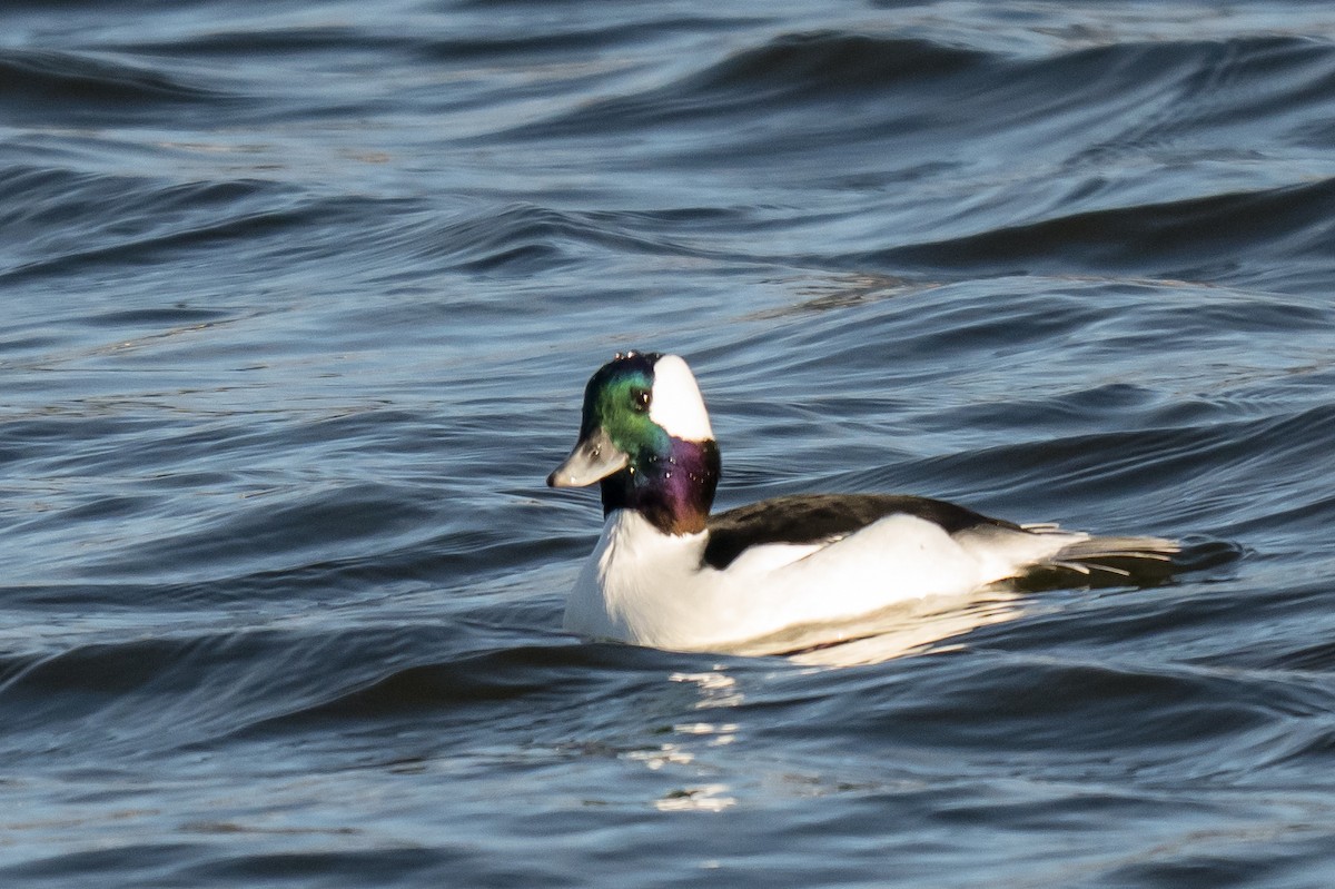 Ak Yanaklı Ördek - ML646448400