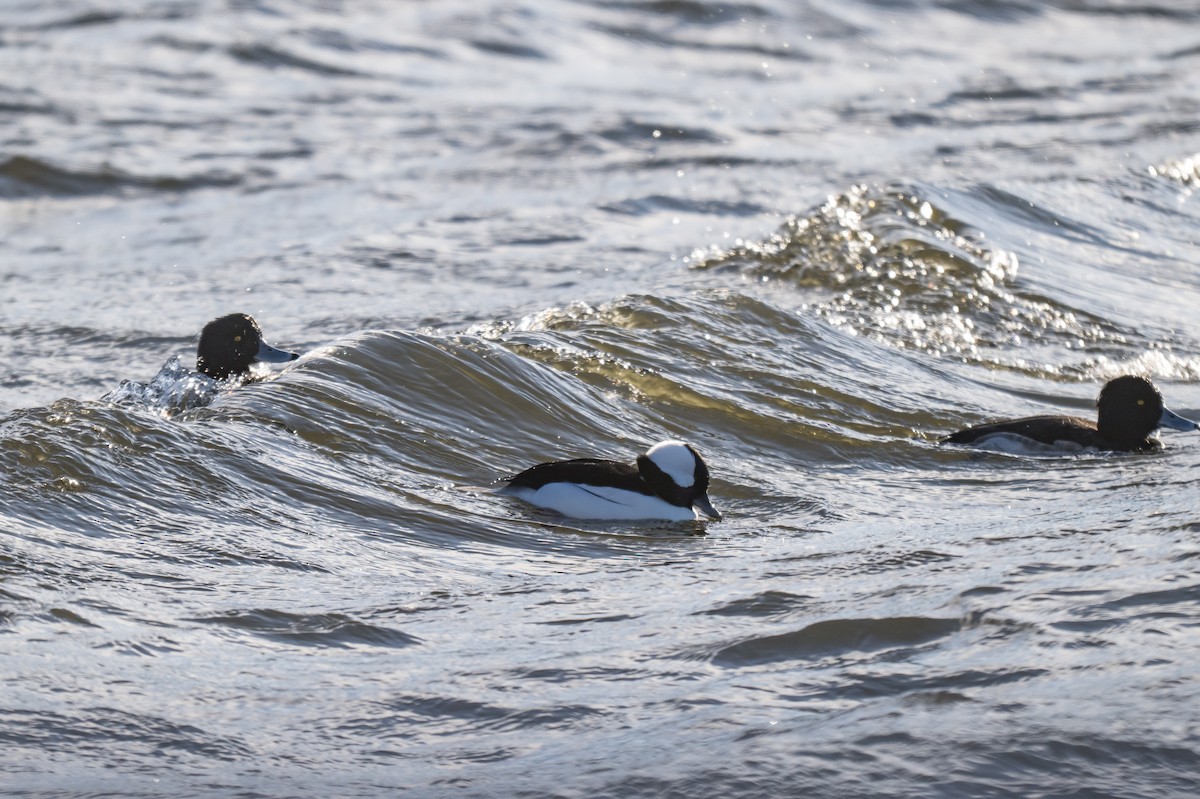 Ak Yanaklı Ördek - ML646448401