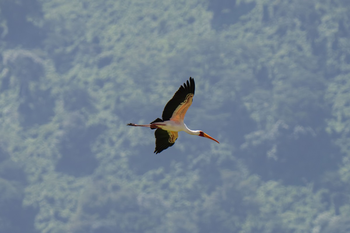 Yellow-billed Stork - ML646448408