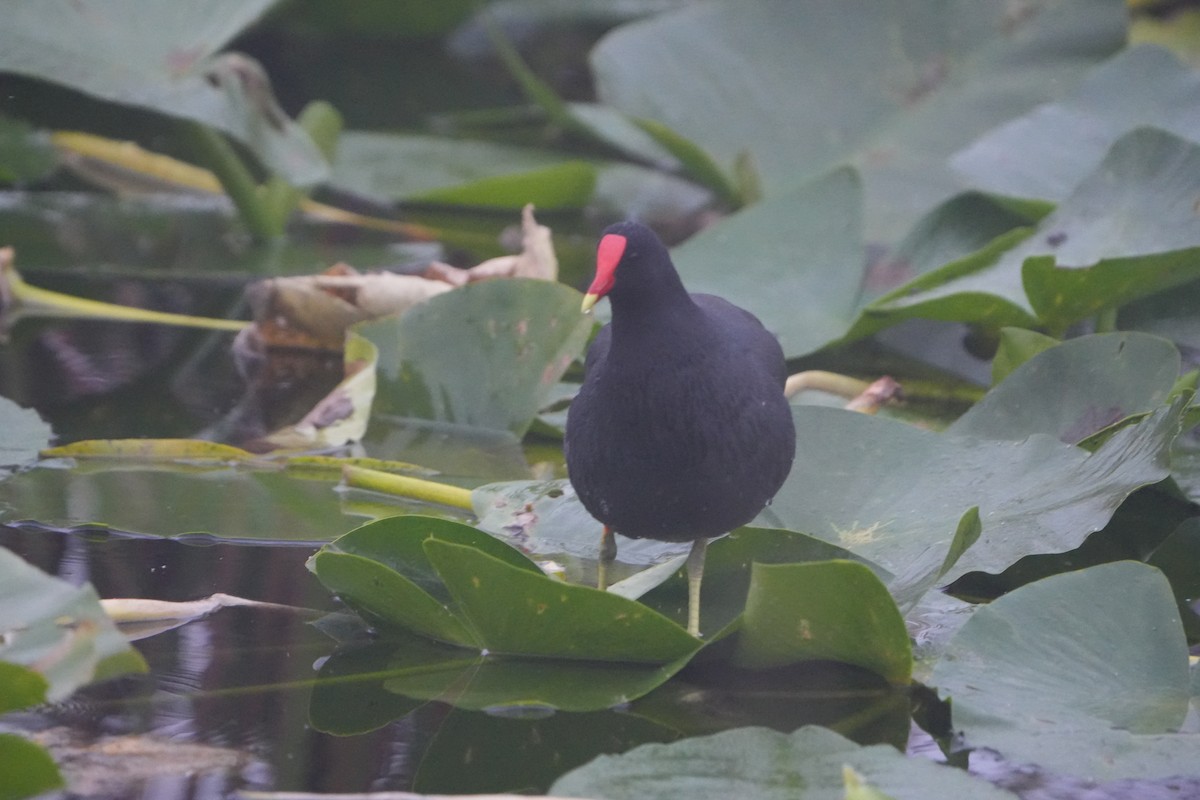Common Gallinule - ML646448410