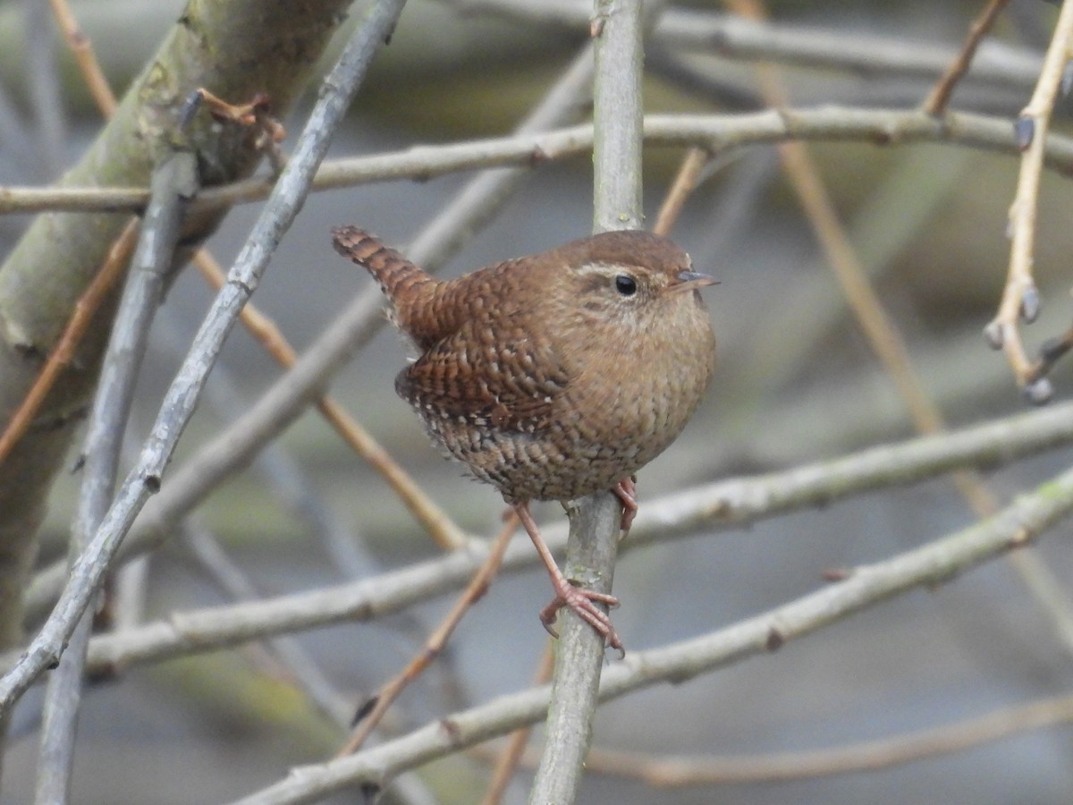 Eurasian Wren - ML646448412