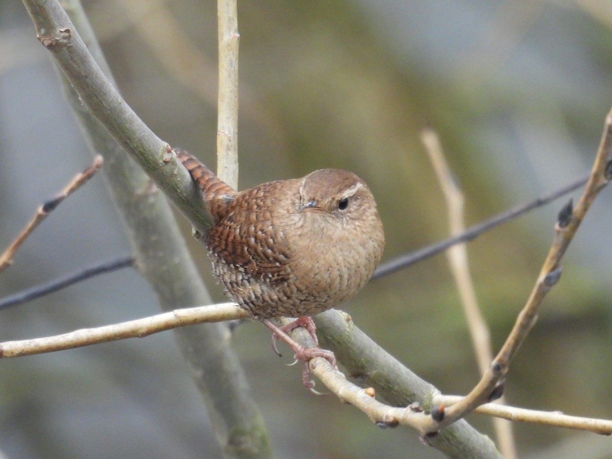 Eurasian Wren - ML646448417