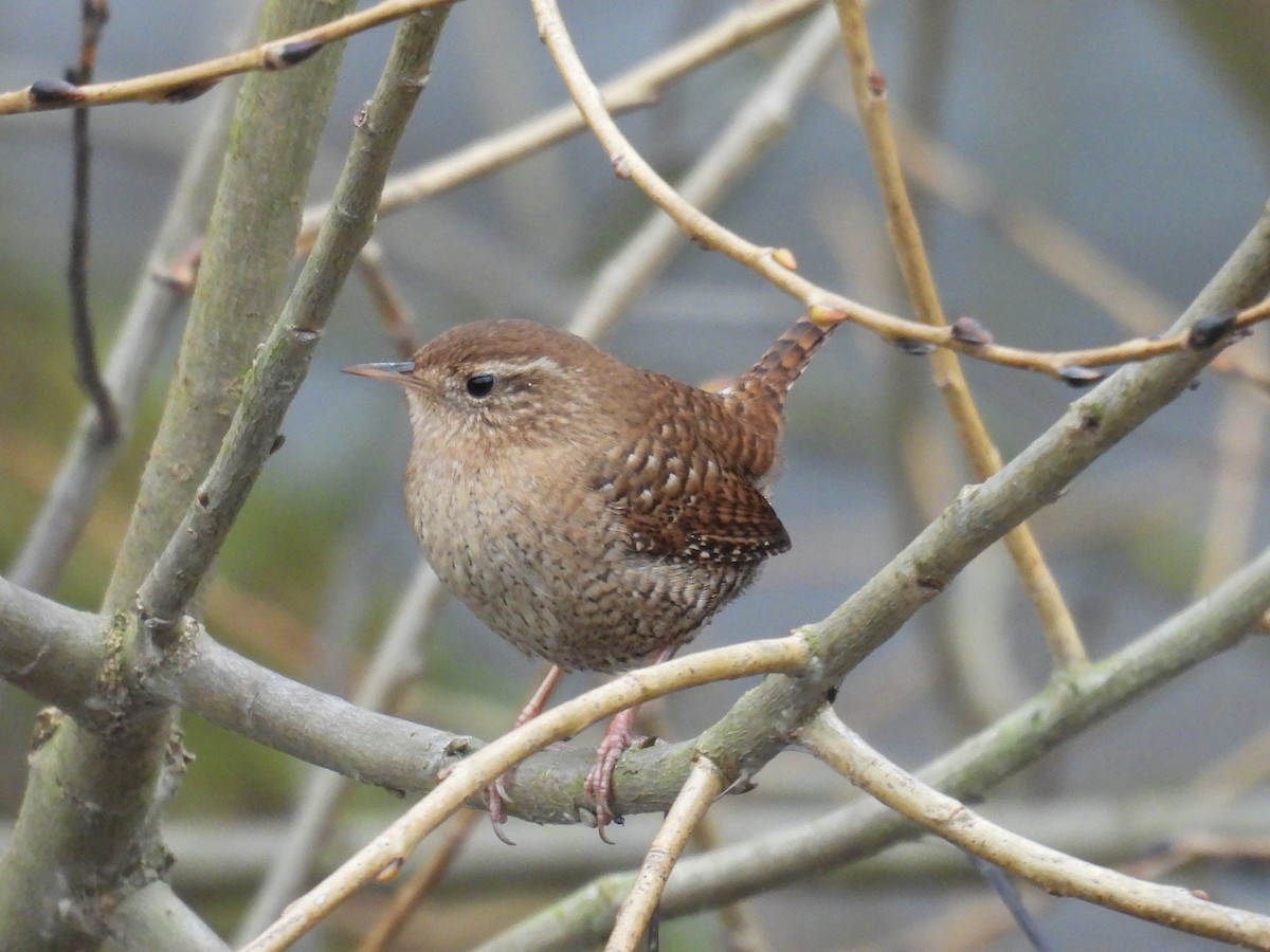 Eurasian Wren - ML646448418