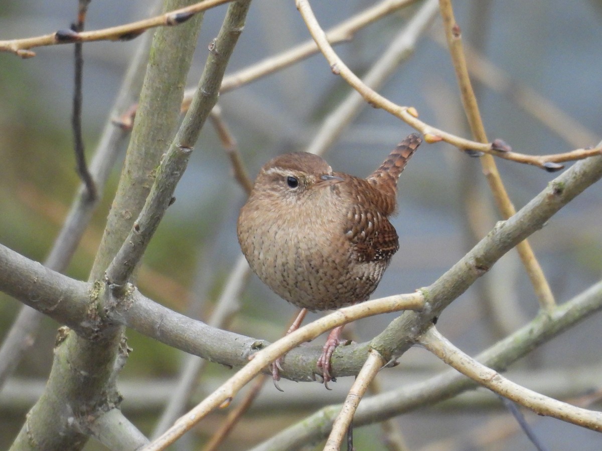 Eurasian Wren - ML646448419