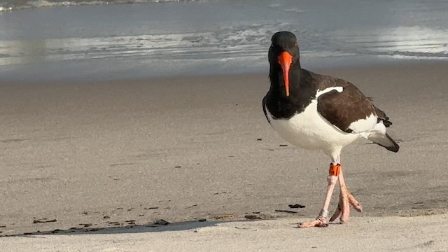 American Oystercatcher - ML646448421