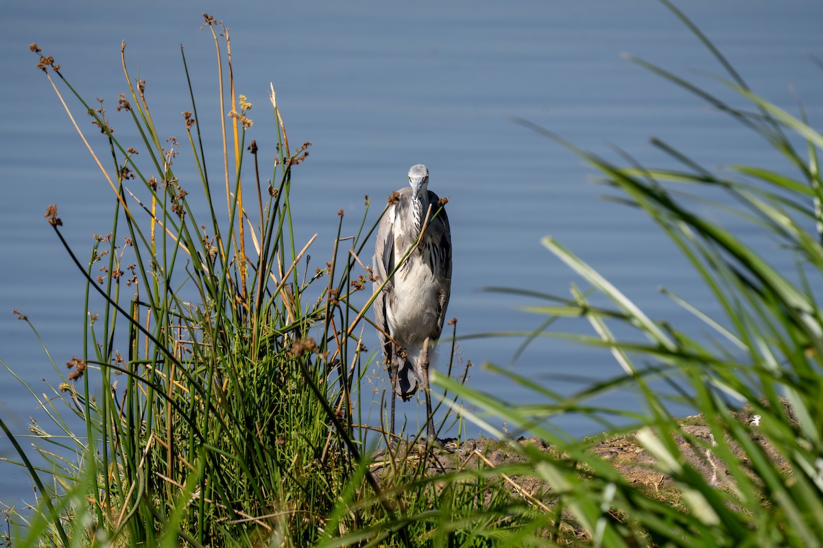 Gray Heron - ML646448422