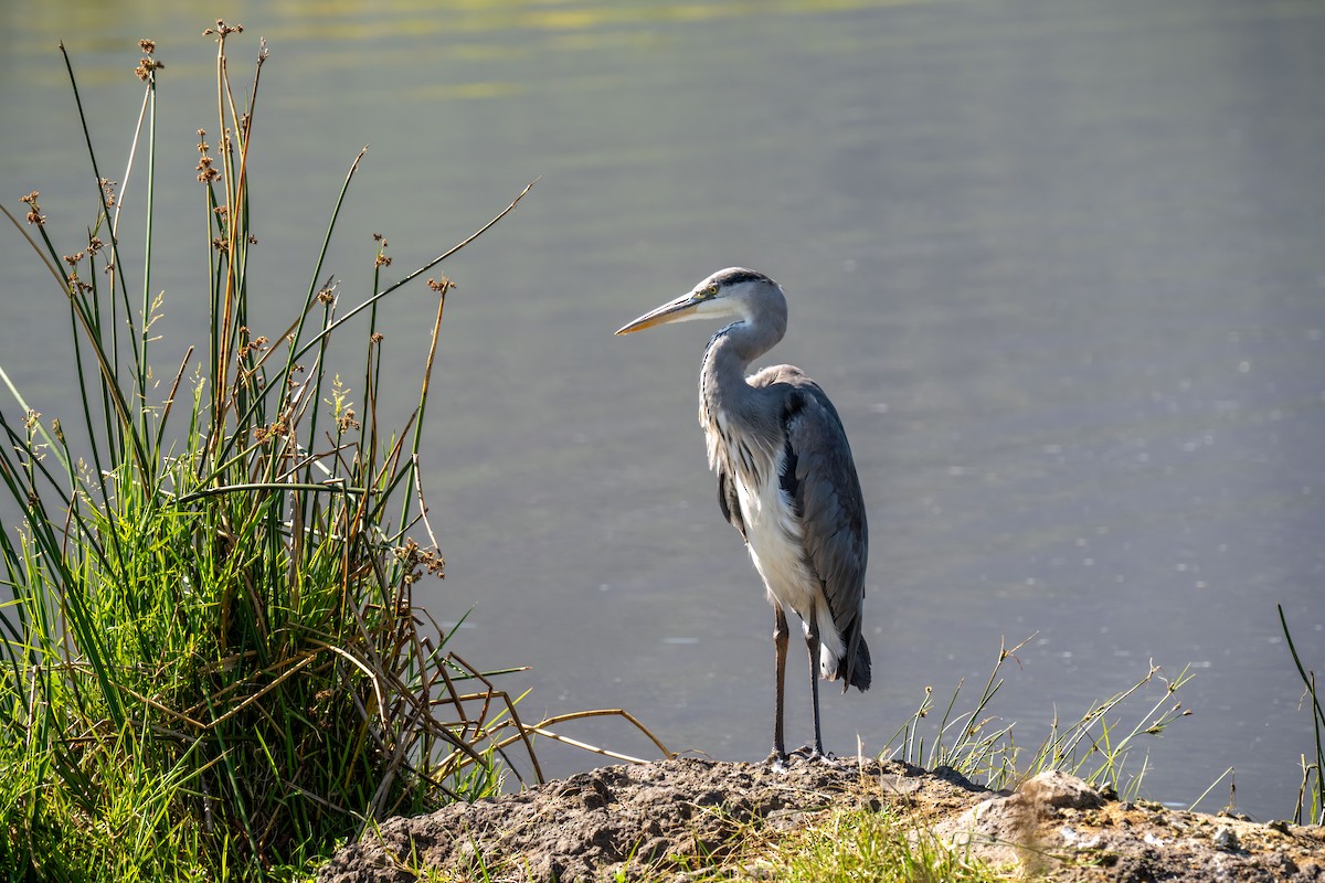 Gray Heron - ML646448423