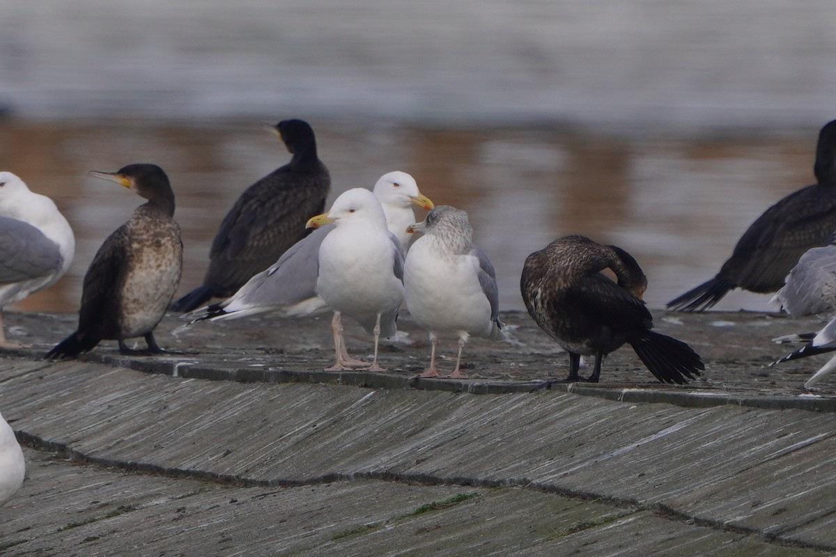 Мөнгөлөг цахлай - ML646448425