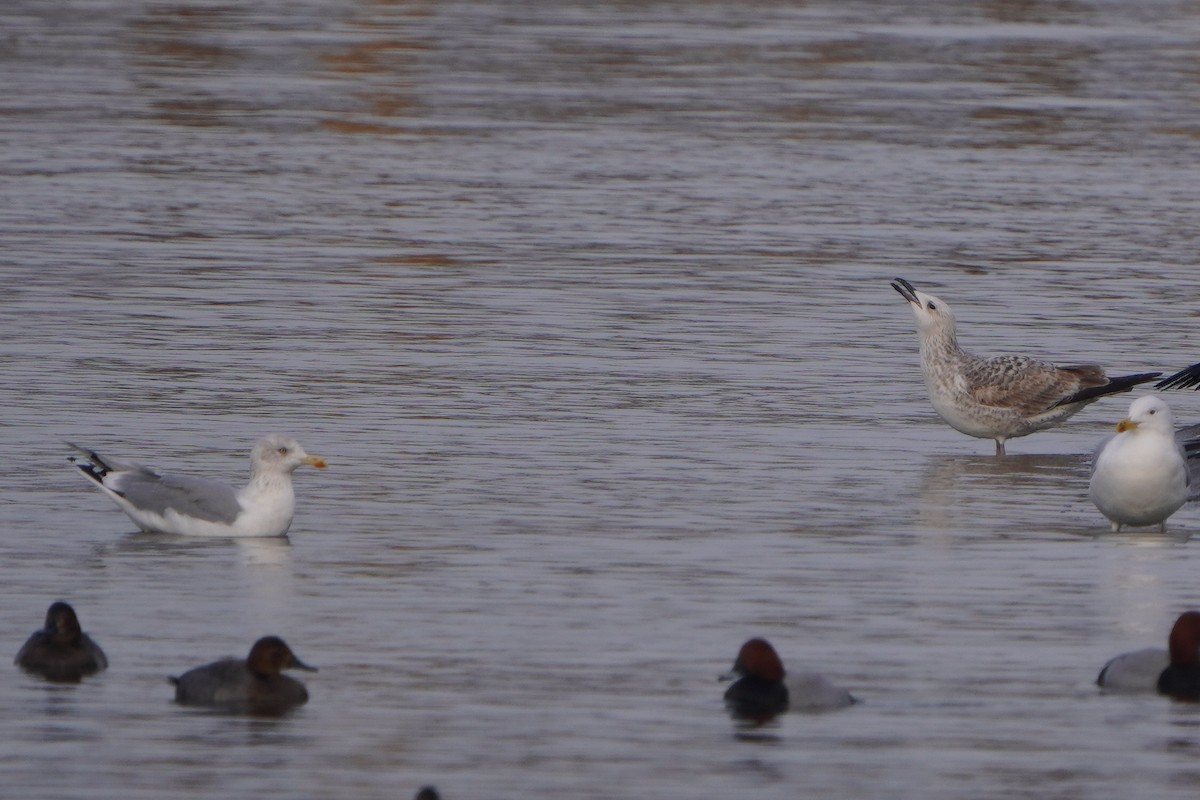 Мөнгөлөг цахлай - ML646448426