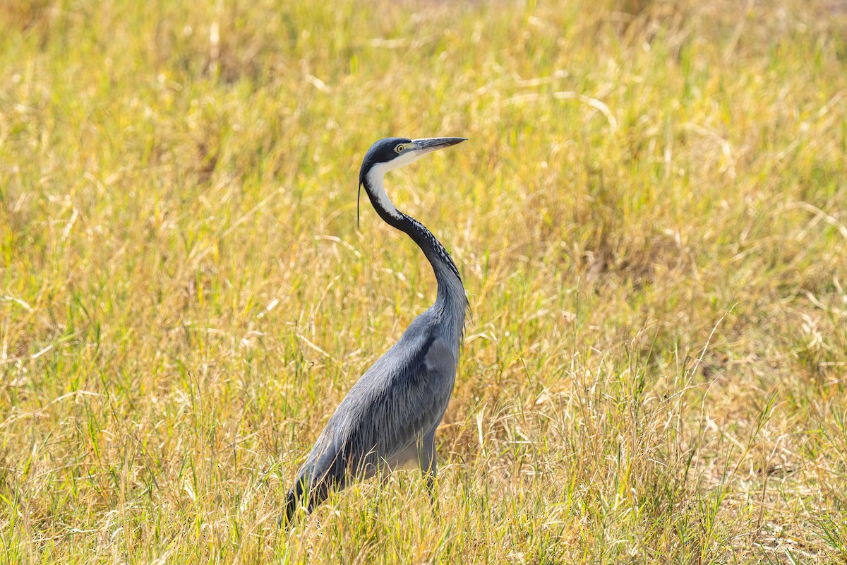 Black-headed Heron - ML646448430