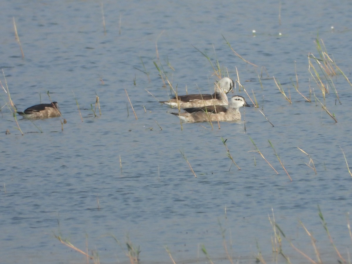 Cotton Pygmy-Goose - ML646448431