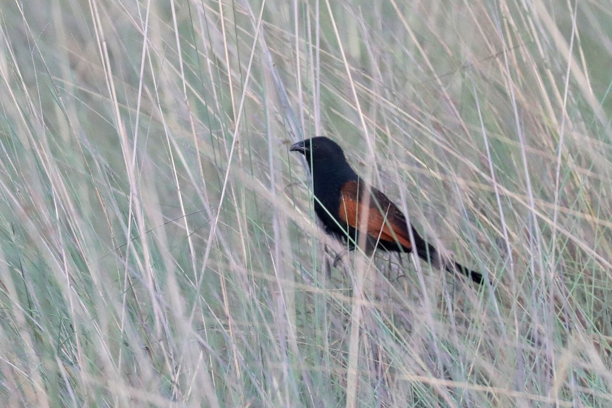 Afrika Kara Kukalı - ML646448432