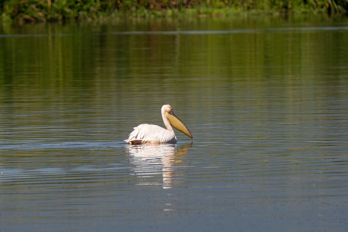 Great White Pelican - ML646448433