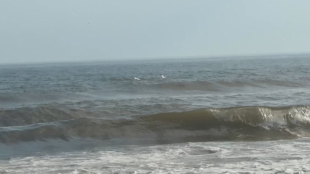 Northern Gannet - ML646448434