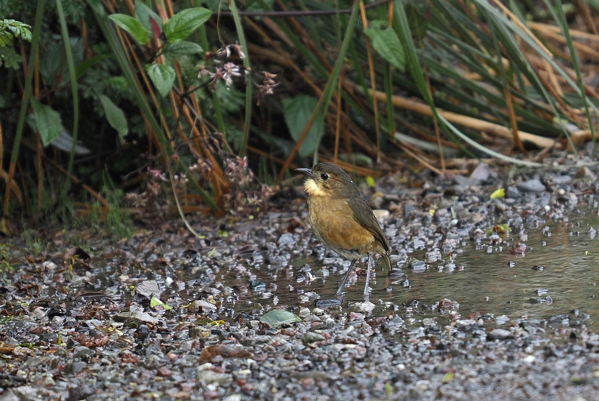 Tawny Antpitta - ML646448436