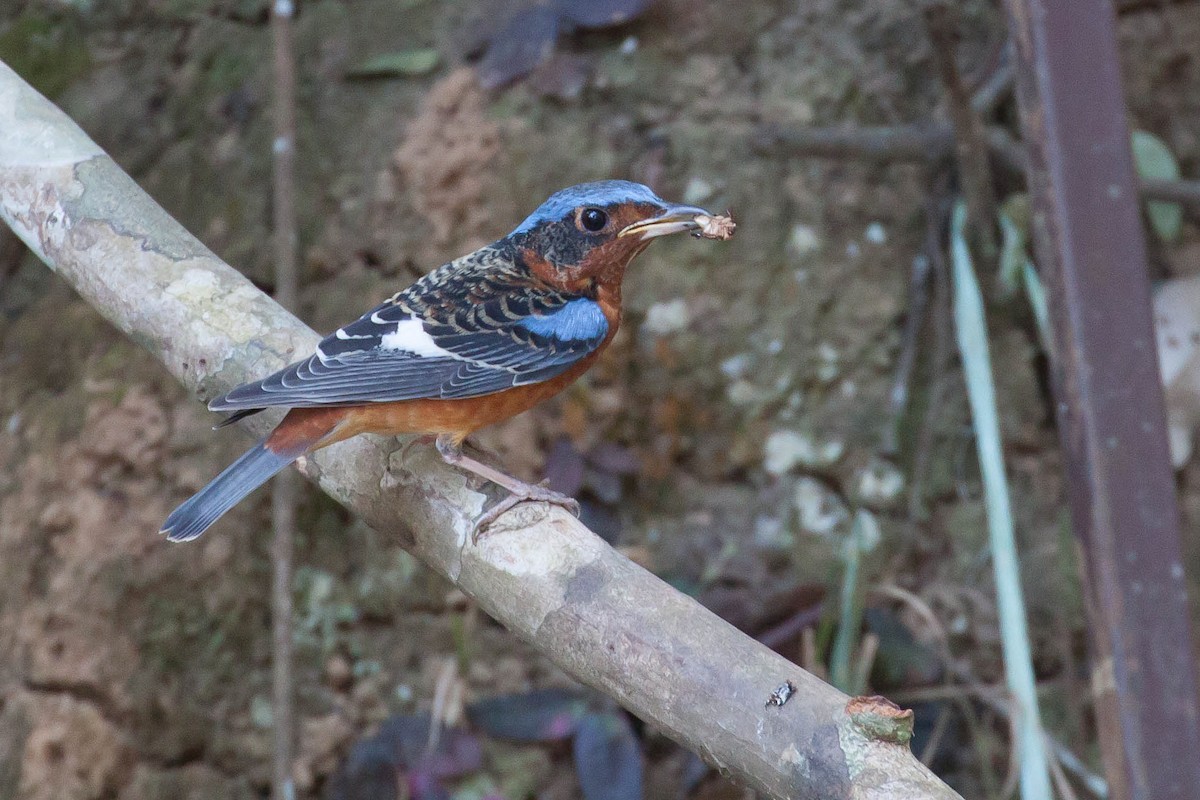 Цагаан гүеэт жижир - ML646448437