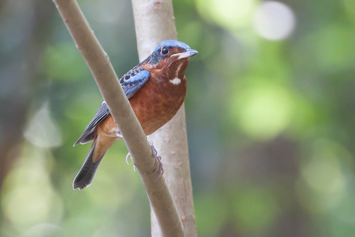 Цагаан гүеэт жижир - ML646448438