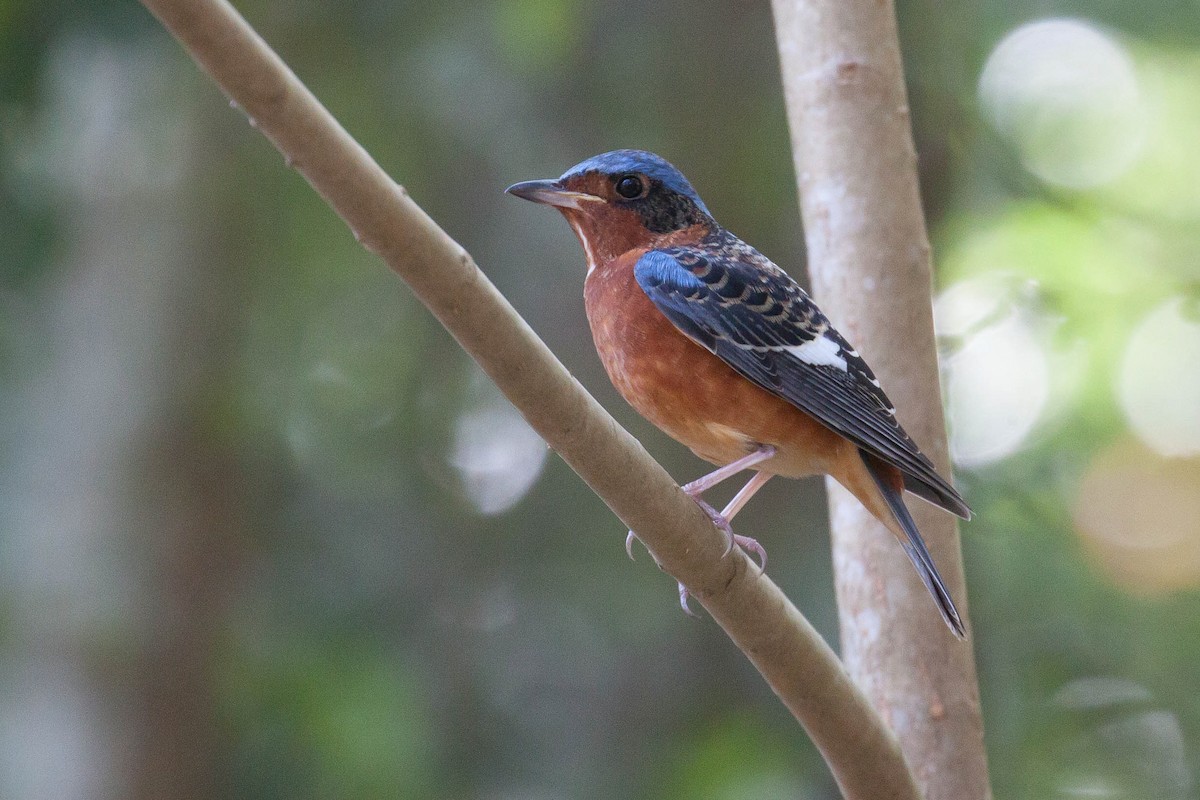 Цагаан гүеэт жижир - ML646448439